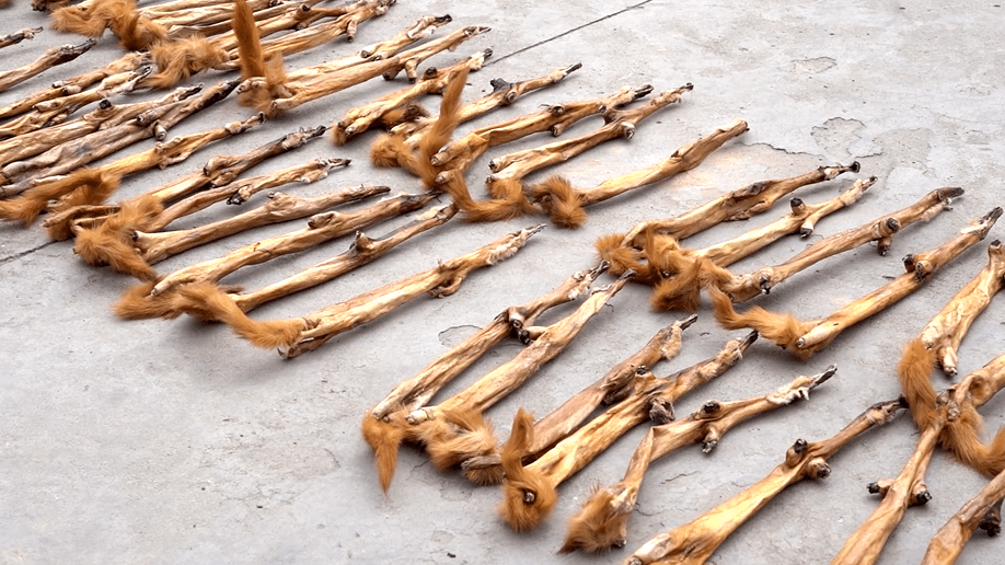 触目惊心沛县警方查获黄鼠狼皮900多张