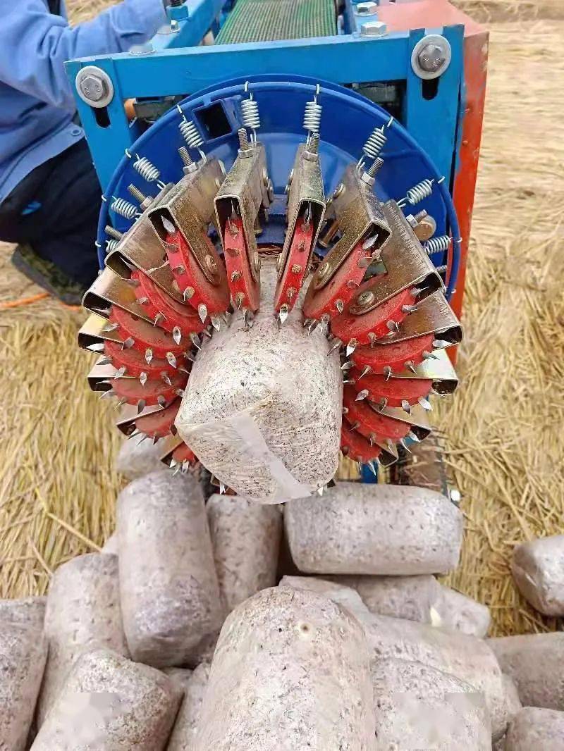 这一刺孔的过程称为开口.黑木耳菌棒开口需注意以下几点