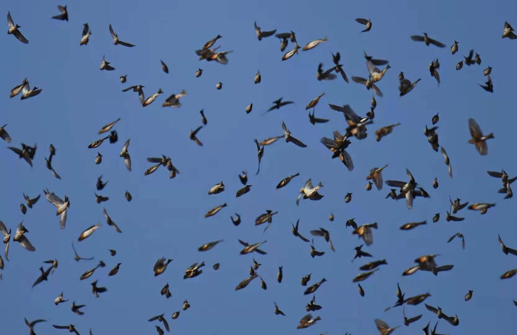 数万只燕雀“聚会”天桥岭林区场面壮观