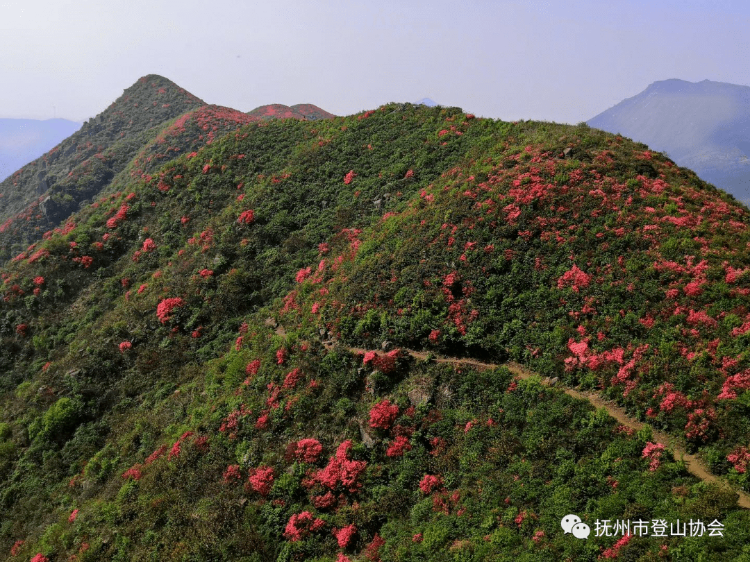 花期不等人2021年4月24日丰城杜鹃花海登山一日活动