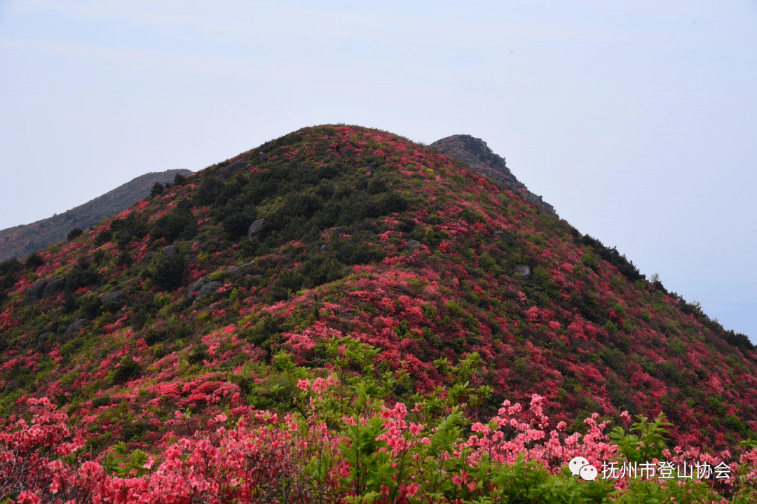 花期不等人2021年4月24日丰城杜鹃花海登山一日活动