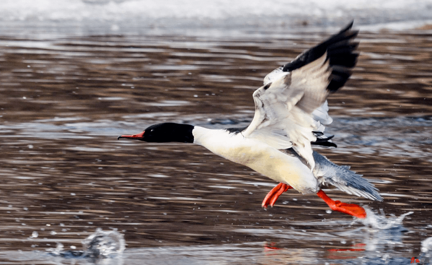 中华秋沙鸭情定 碧水 箐山 保护区
