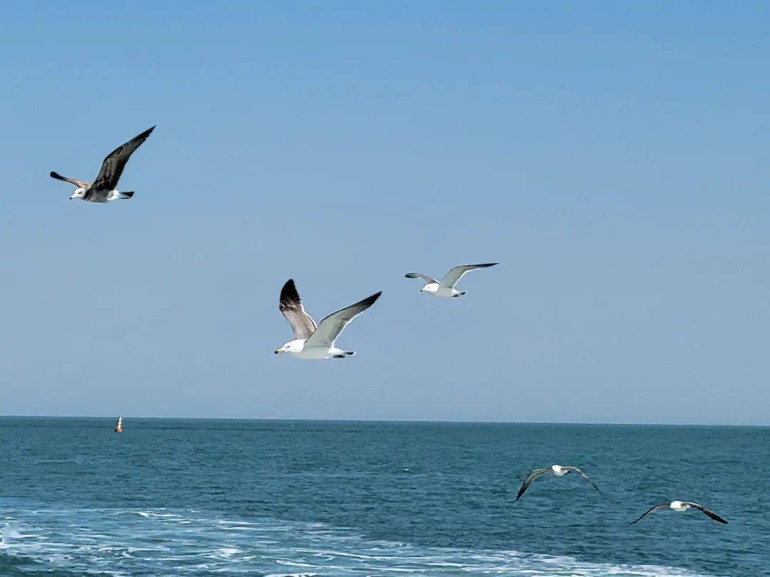 看见海鸥|刘公岛海上环岛1号线"制造"约会ing