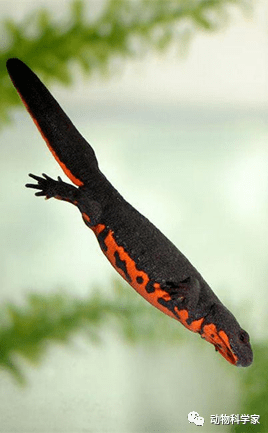 很多人见过却不认识,它叫东方蝾螈,是很不错的观赏宠物