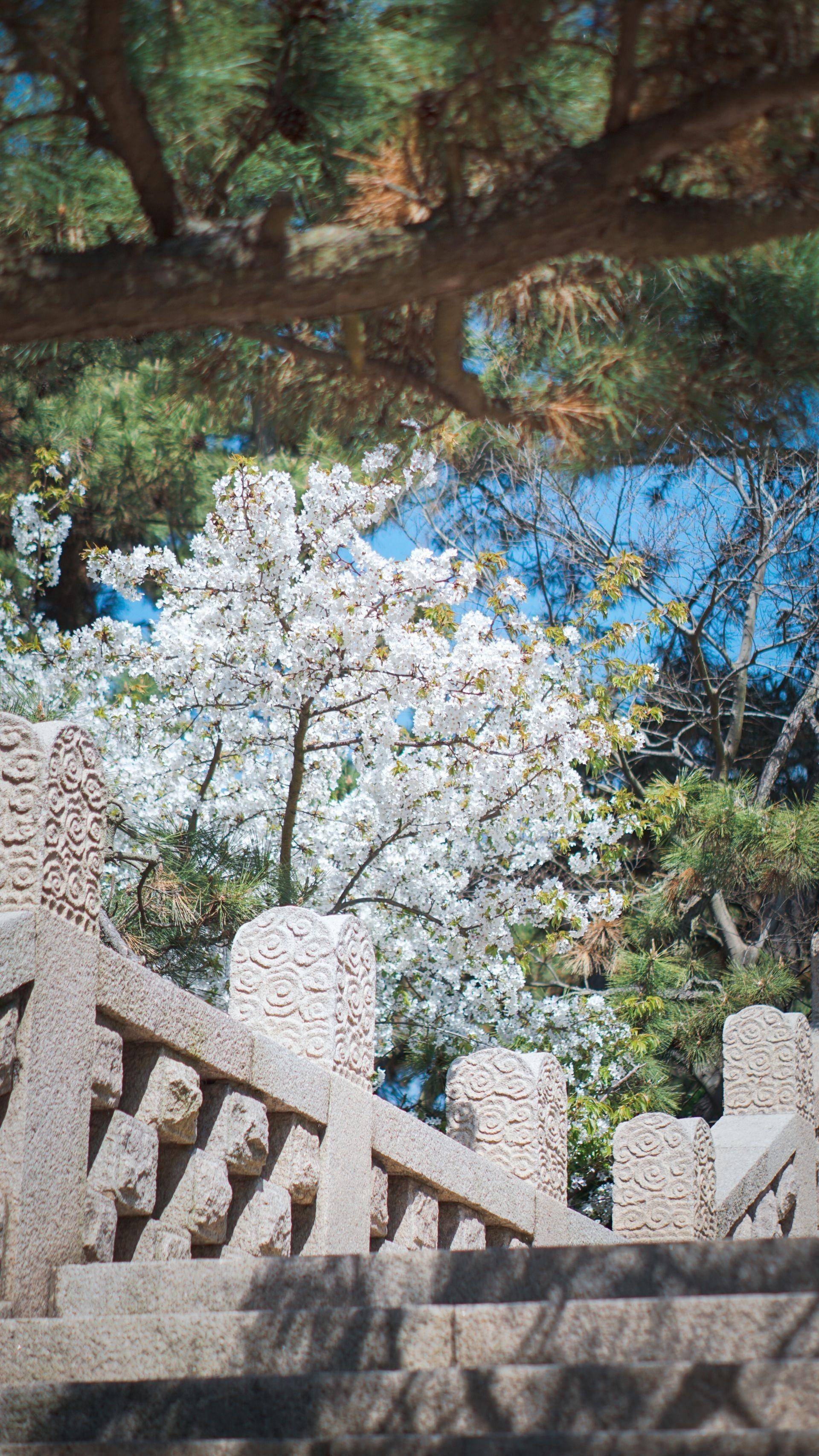 鲁迅公园内樱花盛开洁白的樱花樱花簇簇樱花与石阶,很美的景致
