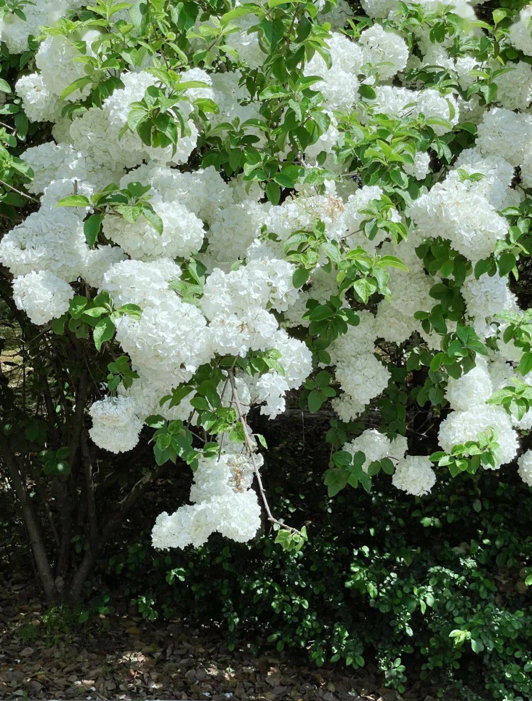 欢迎来到芜湖这个花花世界