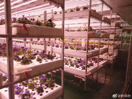 技术|根际带电地瓜上天快来看看寿光蔬菜种植高科技吧