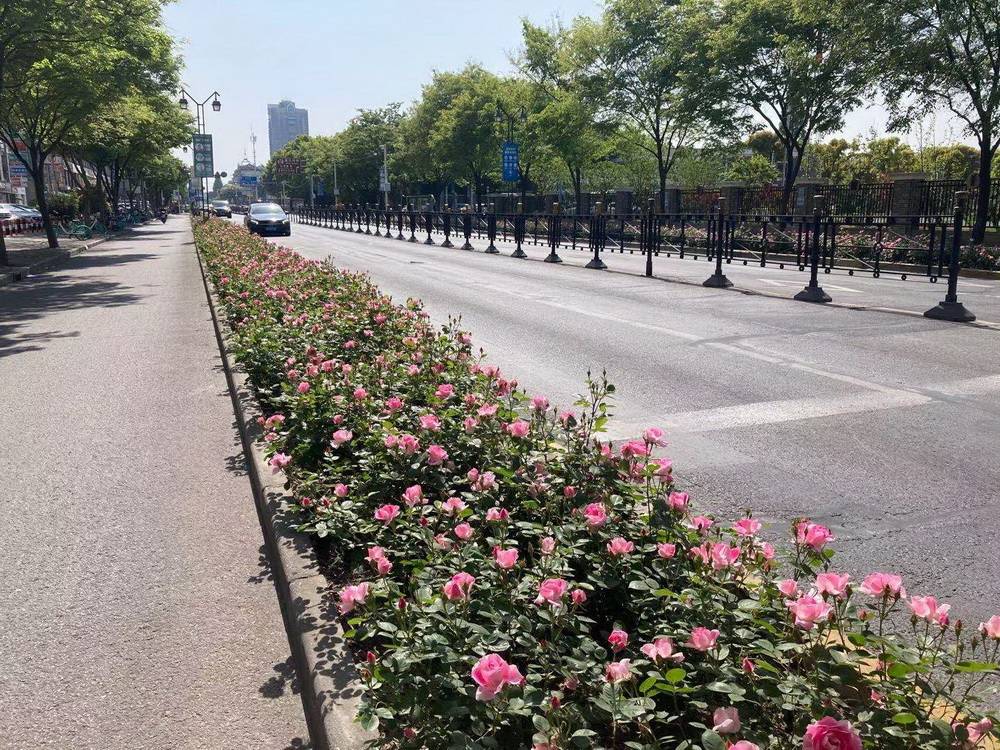 属于月季的最美赏花季来了上海正打造百条花道