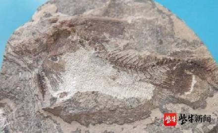 化石|江苏发现世界最早鱼化石距今约6000万年