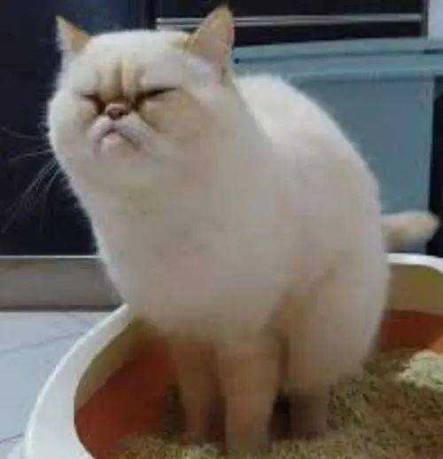 怎么看小猫有没有上过厕所 a551e6bc0e81458689dbb8f634095116.jpeg