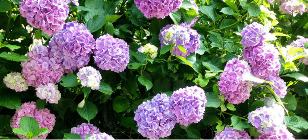 生活在日本被紫阳花围绕着是怎样的感受 日语