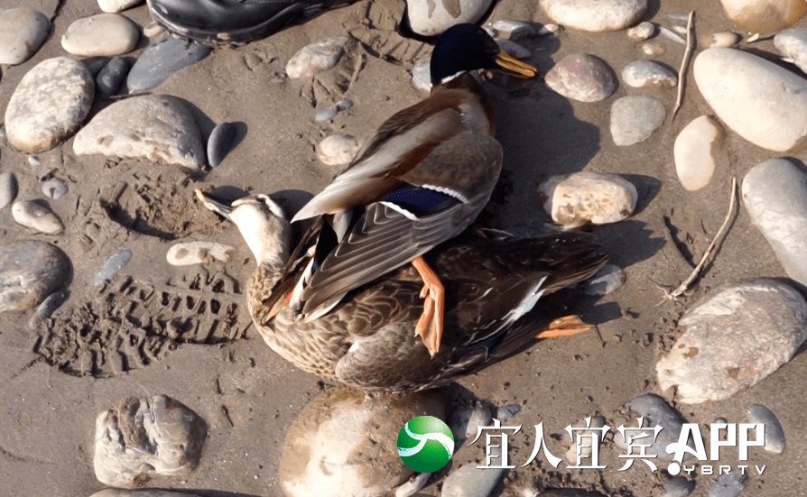 宜宾江边惊现多只死鸭子警方调查后竟发现