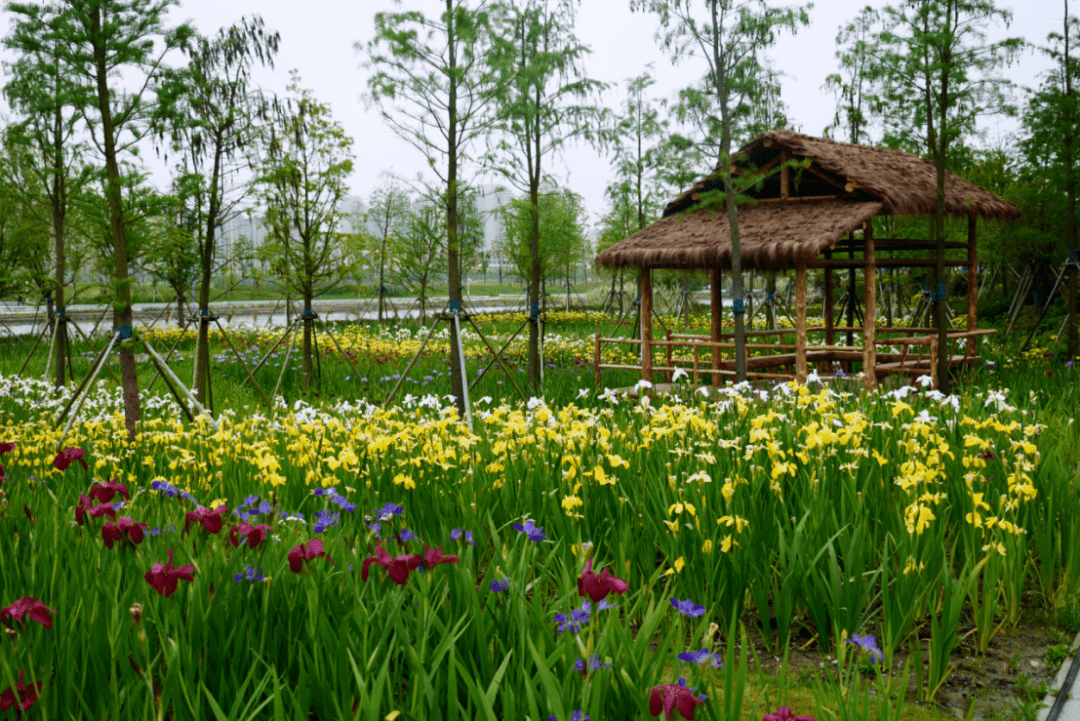 上海之鱼鸢尾花田