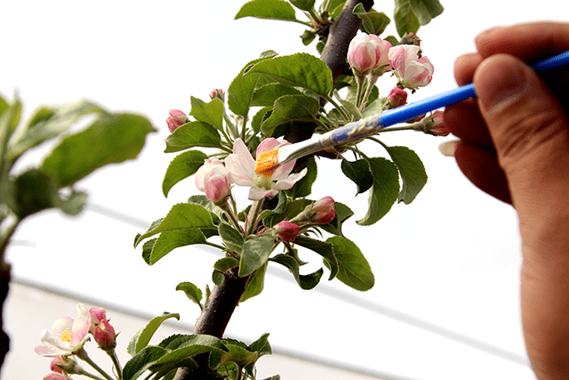 我为群众办实事人工授粉我先行