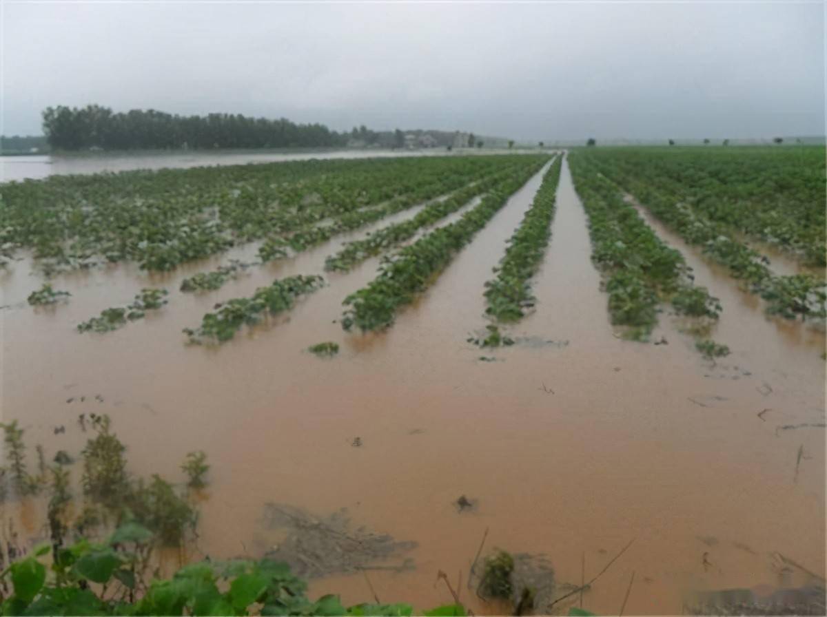 产地大量成熟,已现低价难卖,如今又遭遇水涝,一季白干了