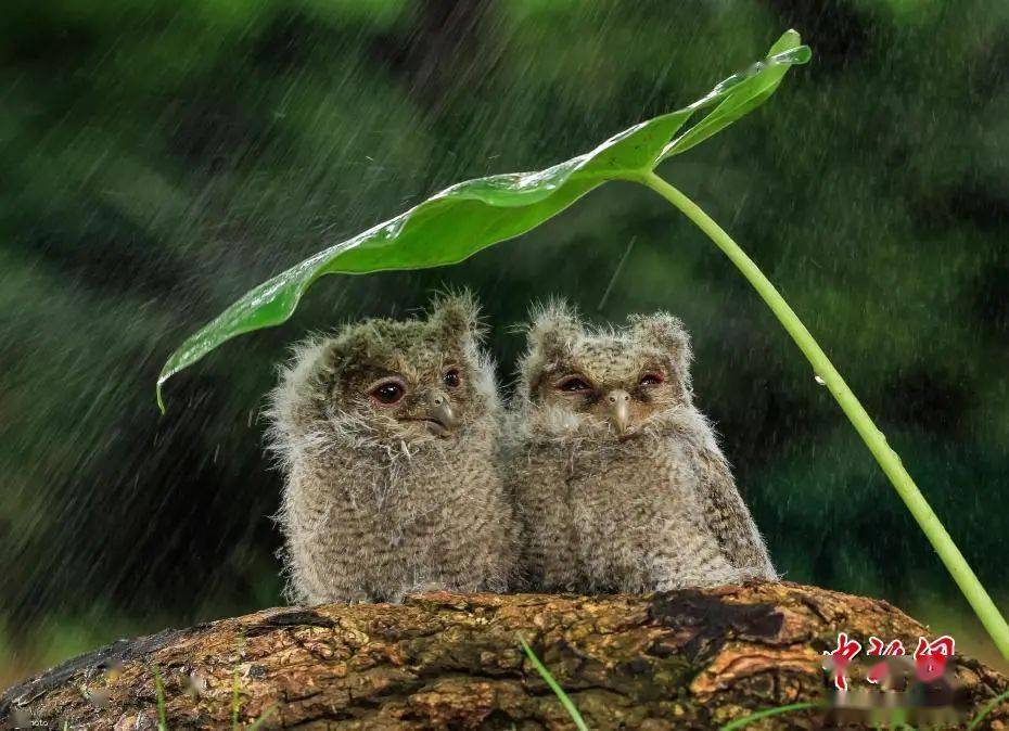 气象物候小动物避雨有妙招萌到你了吗