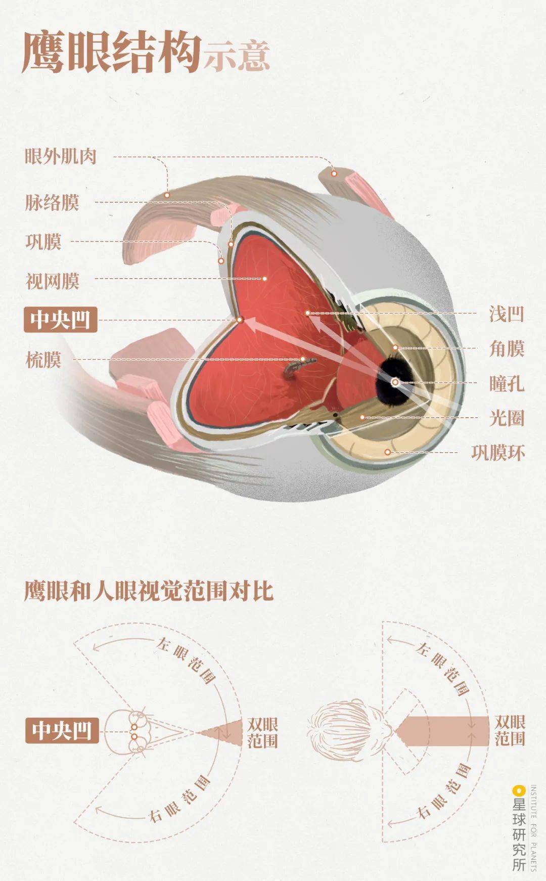 ▼(鹰眼结构,制图@郑伯容/星球研究所)视野也比人类广的多鹰眼的
