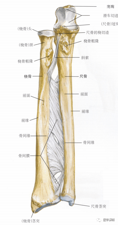 手臂骨头解剖图图片