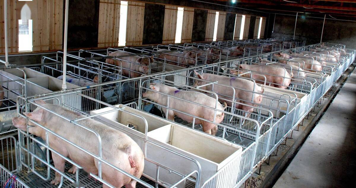 农民养几十头猪环保难达标大型养殖场数百万头猪如何处理粪便