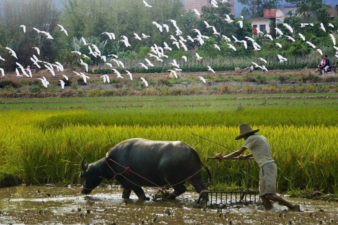 闽天福地春耕图