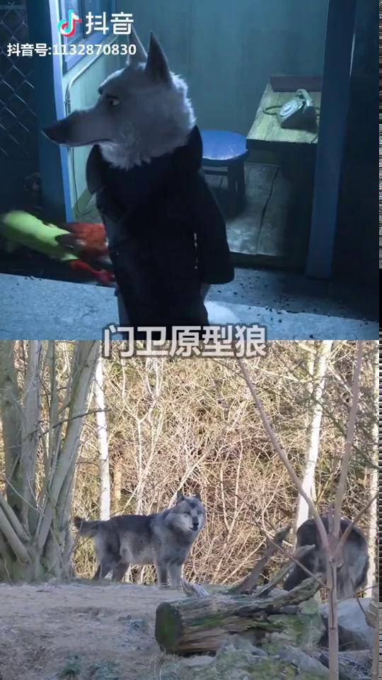 疯狂动物城里的门卫狼只要一只叫全体就一起叫神同步