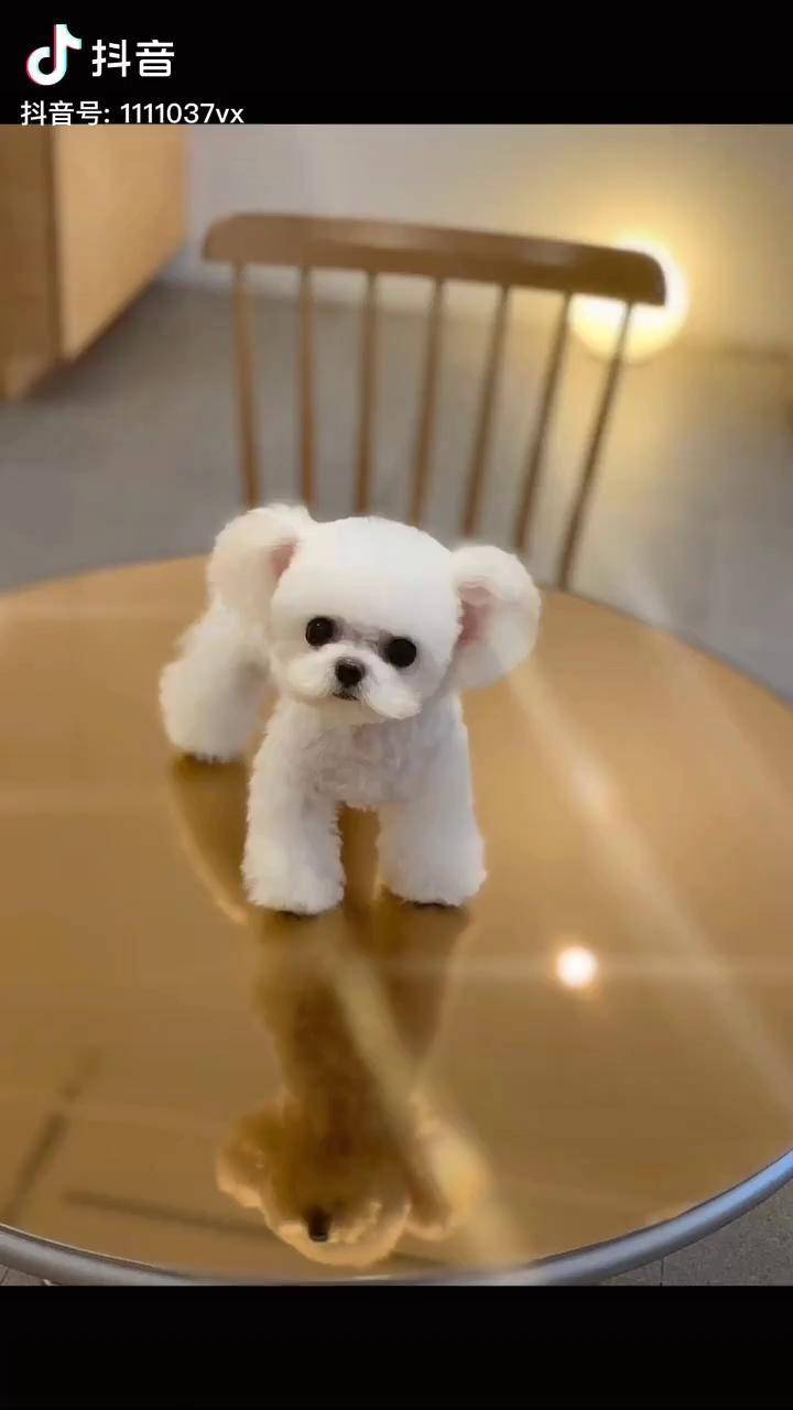 我们简直不要太可爱立耳泰迪飞耳泰迪