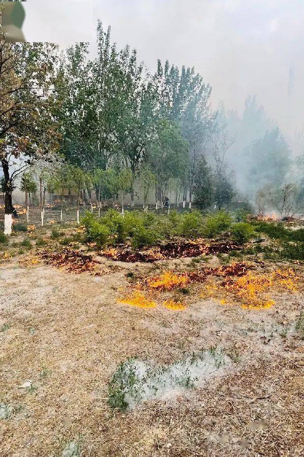 图片来源:特勤大队特勤二站无论是杨絮还是柳絮都富含大量油脂暴露