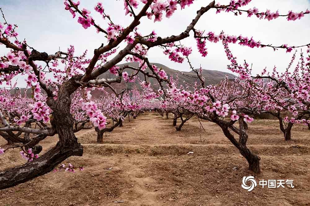 蓝天之下青海民和桃花绚丽如画