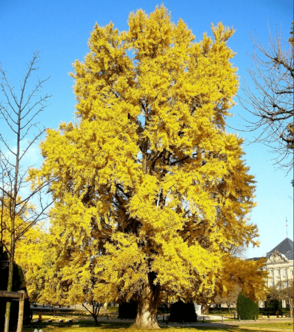 世界最甜最咸最毒最亮最贵的树来一睹真容吧