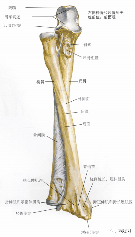 尺骨桡骨解剖图手绘图图片