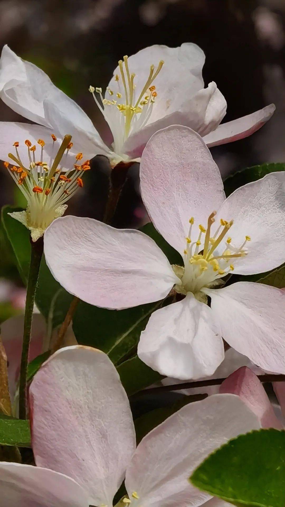 【植物花卉】海棠花