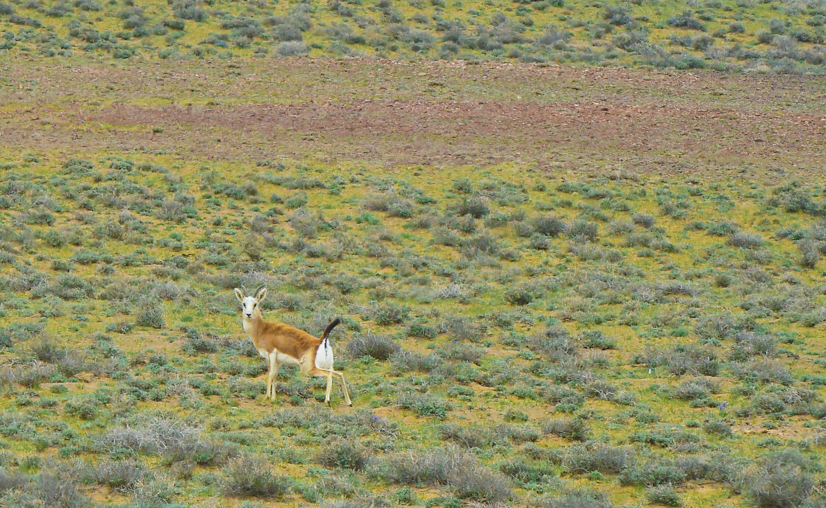 这是在新疆卡拉麦里山有蹄类野生动物自然保护区拍摄的一只鹅喉羚(4月