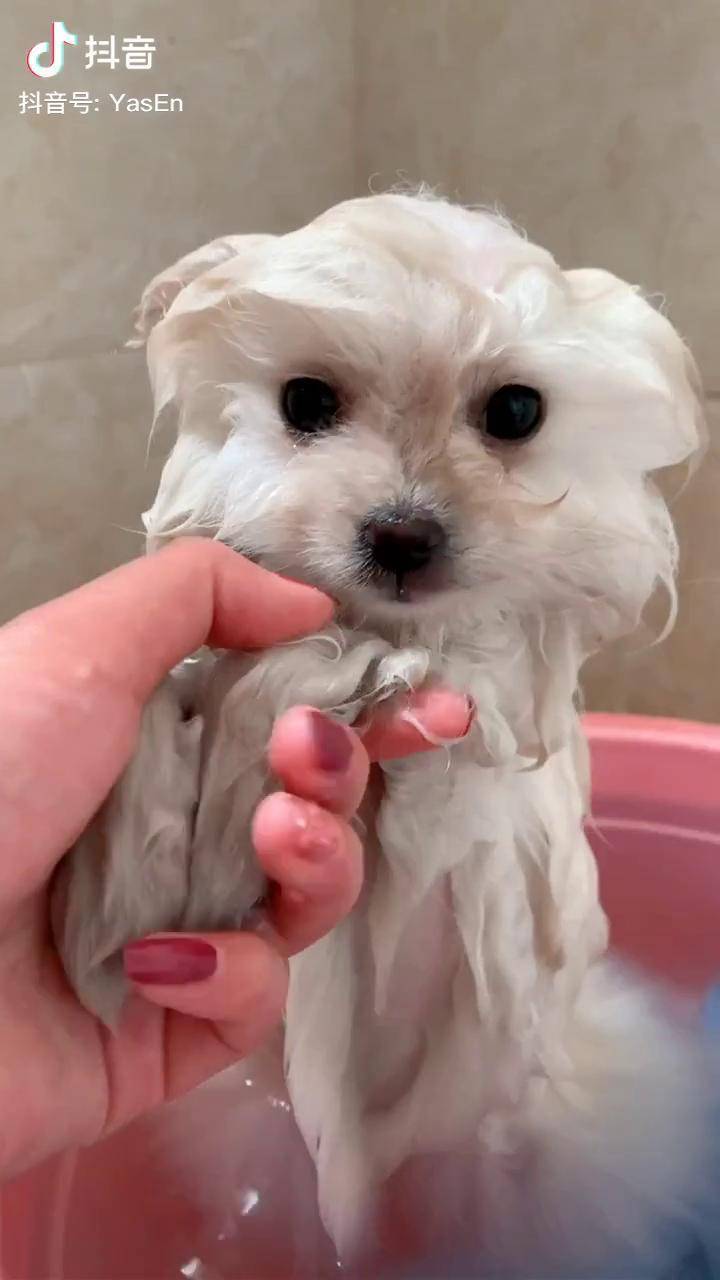 timo毛孩子还是不太喜欢洗澡澡
