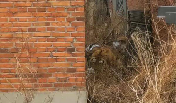 东北虎入村伤人!正在合围中!_老虎