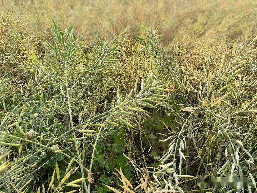 锦城公园有收成了油菜籽大白菜豌豆你准备买哪样