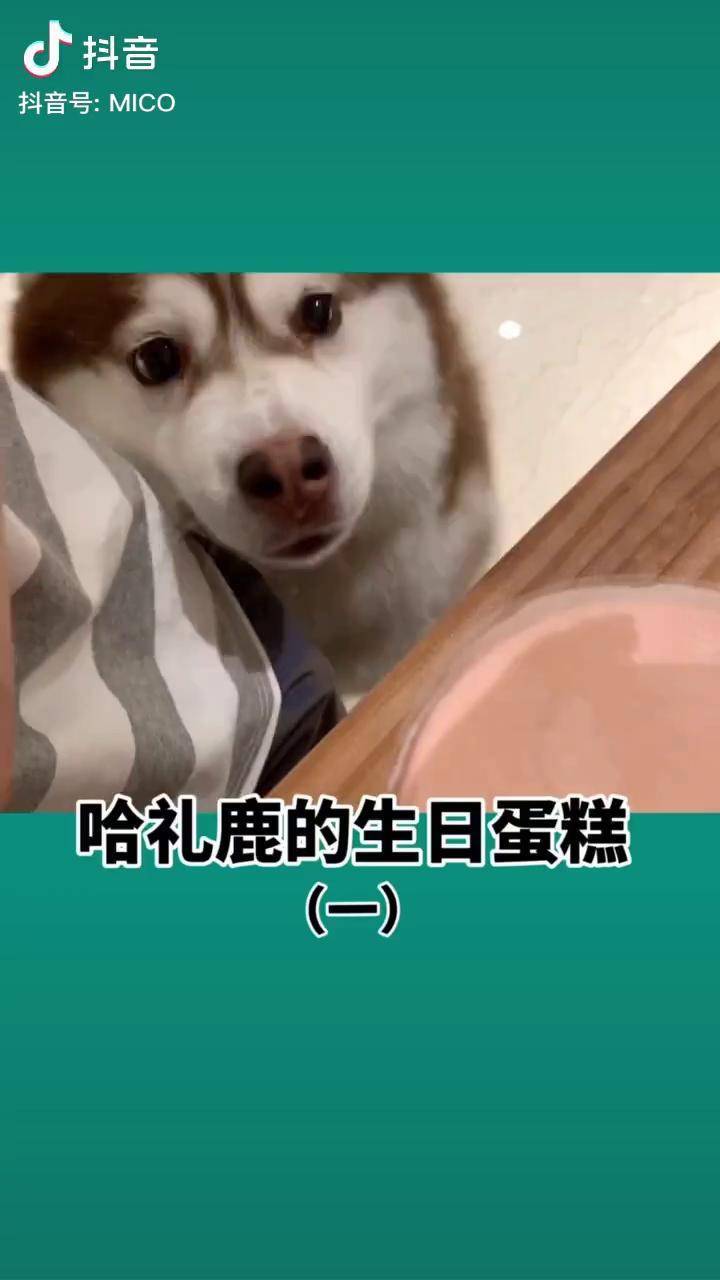 哈礼鹿的生日蛋糕胖胖的我来咯vlog萌宠日常萌宠萌宠萌宠狗子萌宠成精