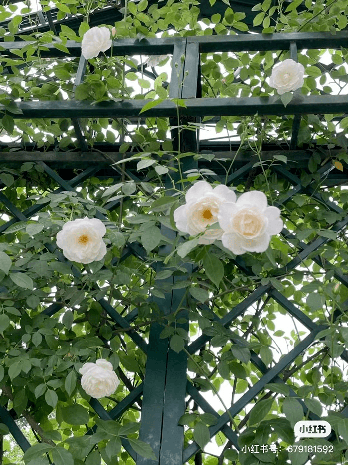 成都超浪漫玫瑰花海上线少有人知的冷僻玫瑰谷遍植玫瑰的法国庄园这些