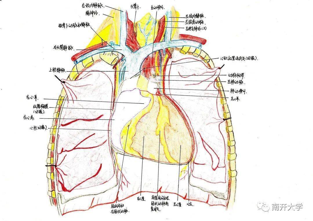 当南开的医学生拿起画笔你怕了吗