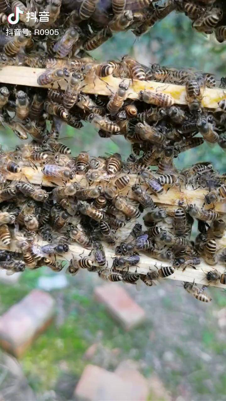 中蜂育王很简单移虫22个接受20个