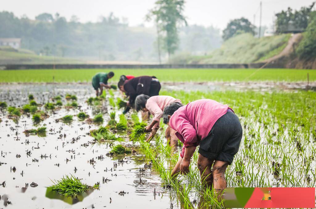 龙万乡水稻插秧全面展开