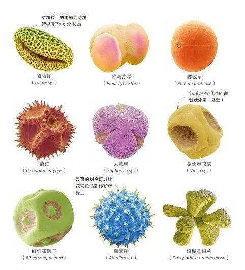 涕泗横流的你还好吗 花粉