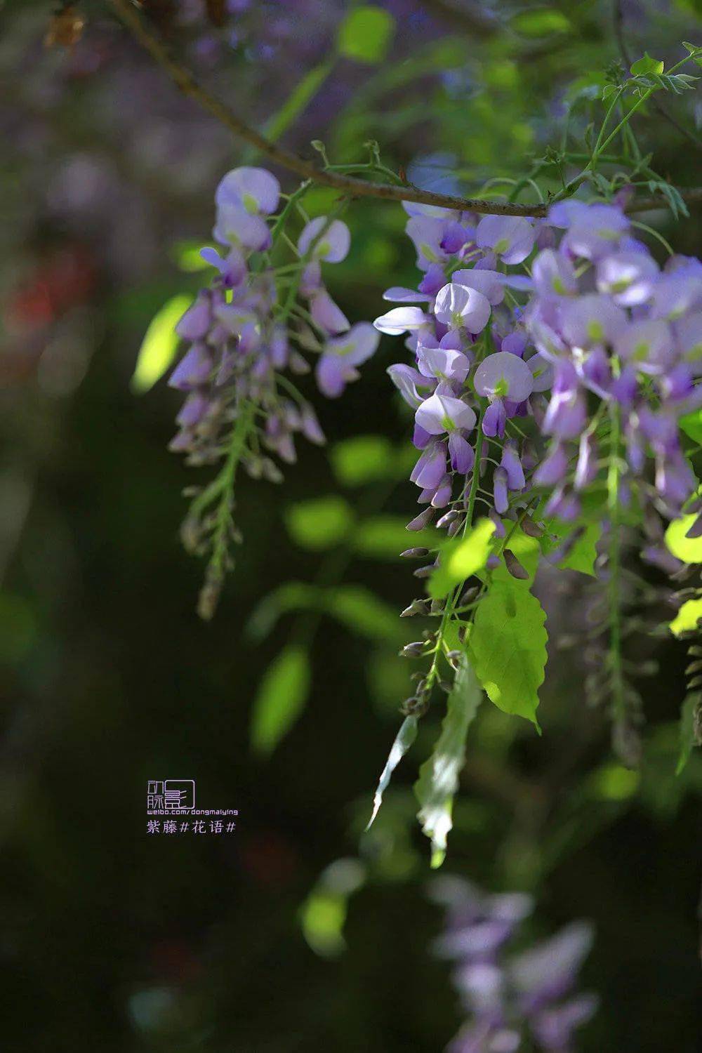 藤之美,生生不息_藤蔓