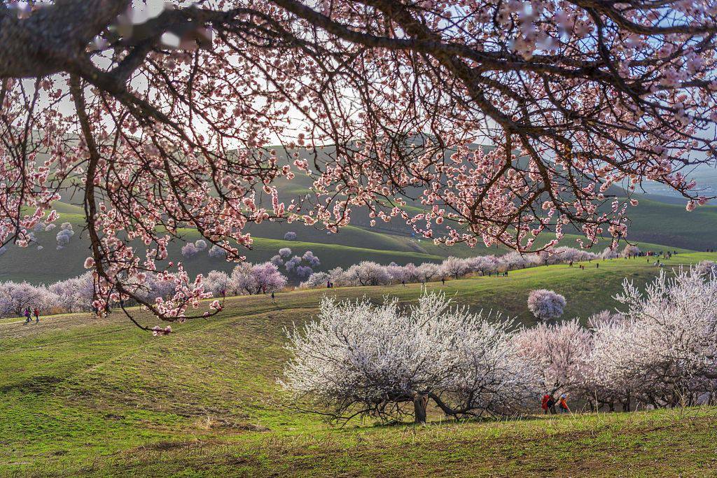 那拉提的杏花,酿出了谁要的甜蜜
