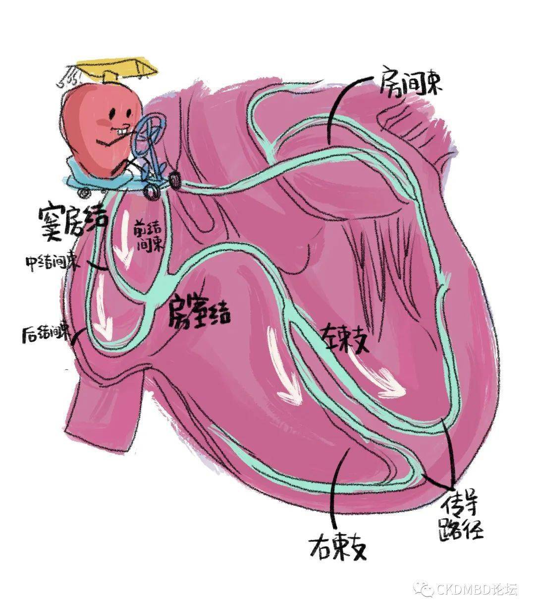 作为一个节律收缩与舒张的泵,通过体循环和肺循环,将携带着氧气和新鲜