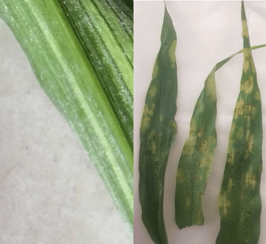 一, 谷子白发病的症状类型随着农业种植结构的调整,谷子