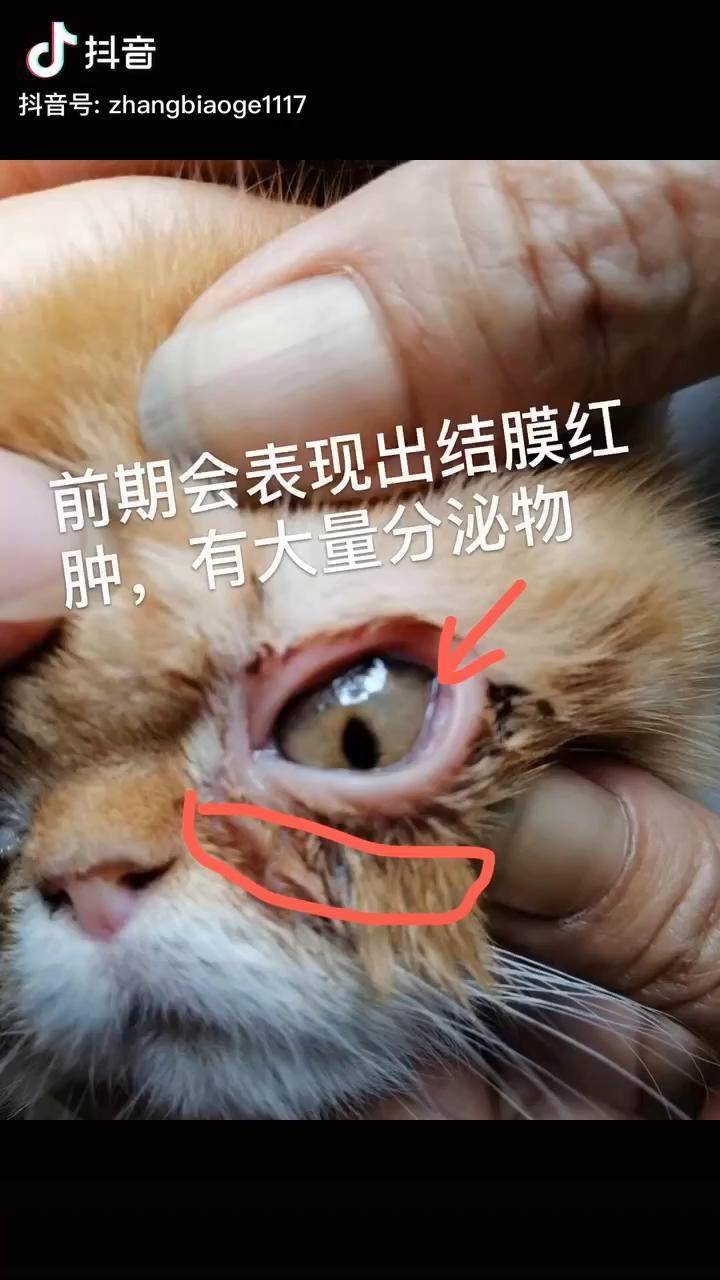 在表哥治疗猫眼睛里面角膜腐骨是我最无奈的一种猫眼疾病