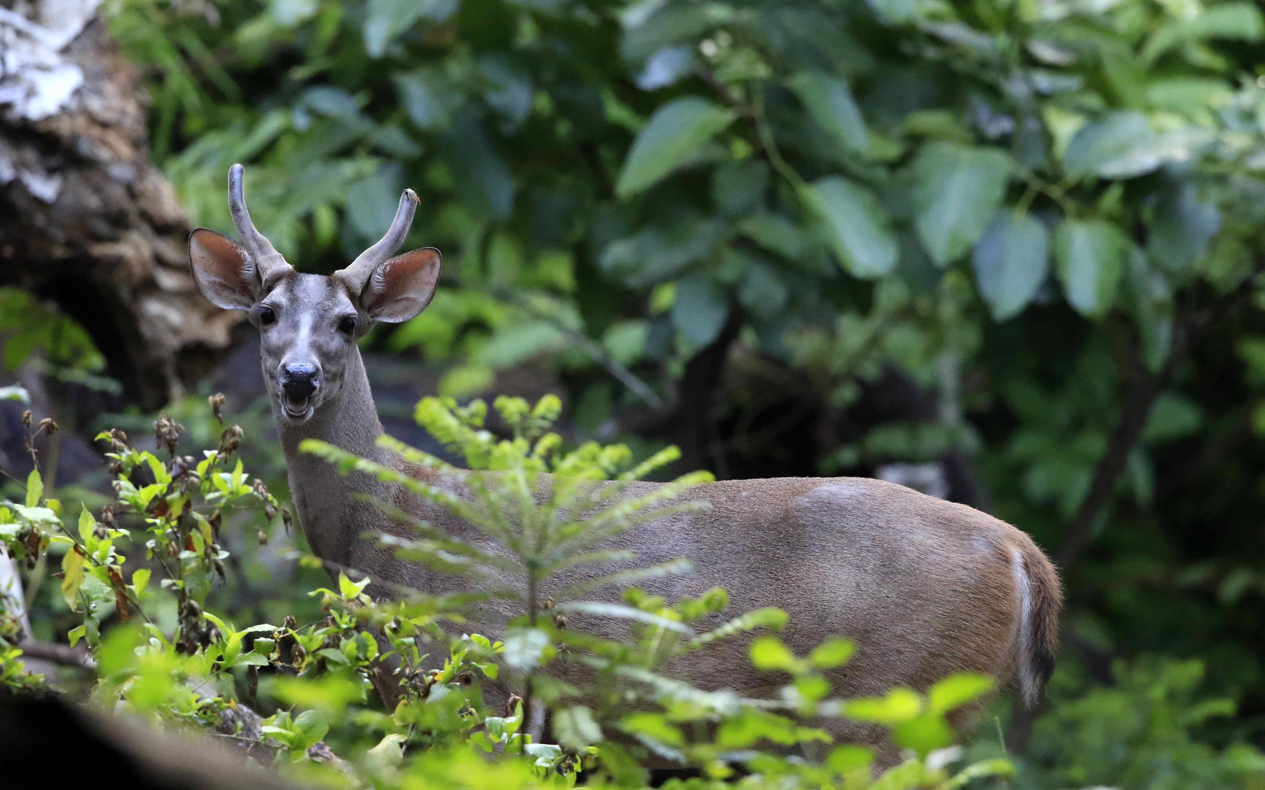哥斯达黎加帕洛贝尔德国家公园