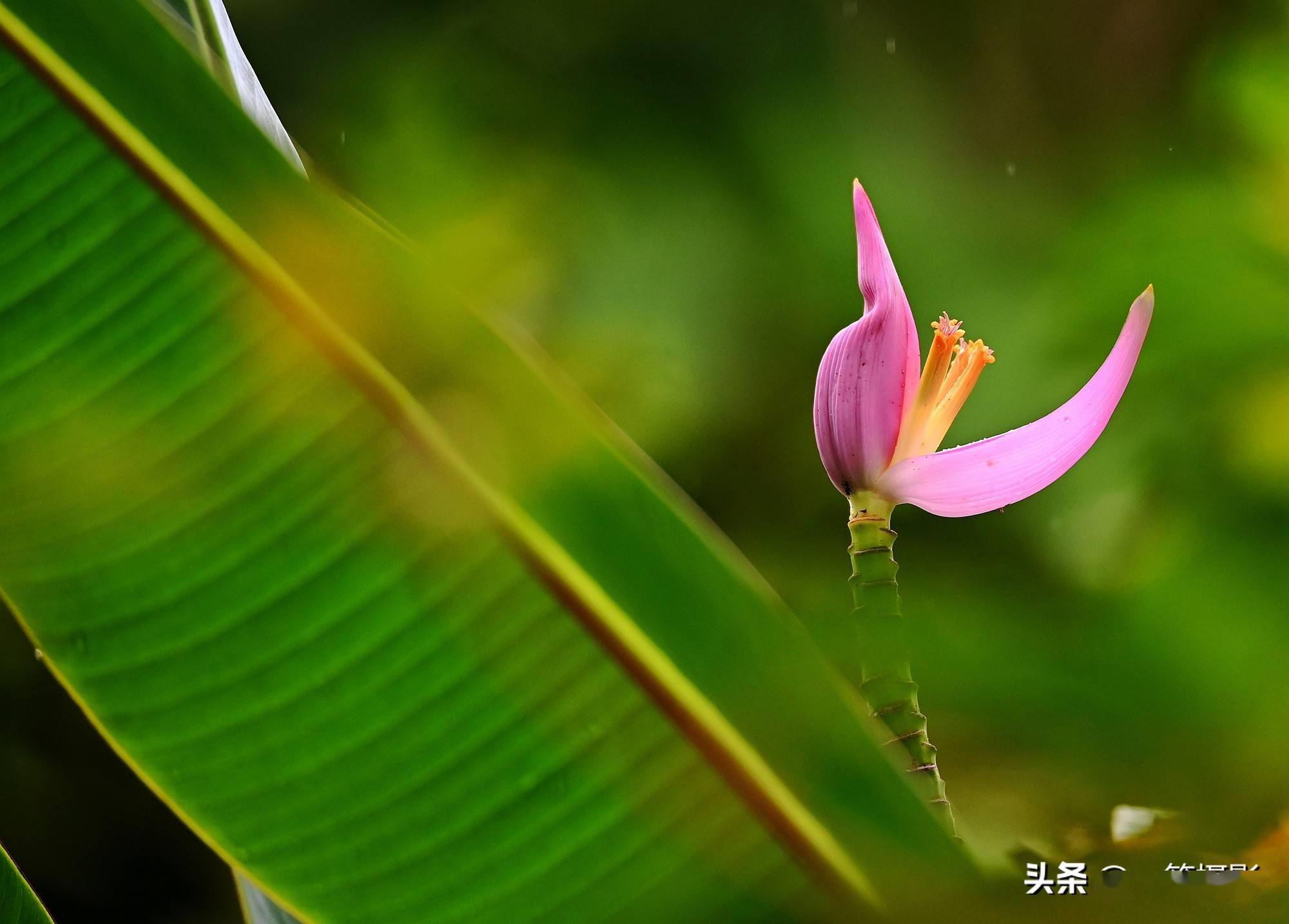 今有 荷花 恋芭蕉 此花便是莲花蕉 草本植物