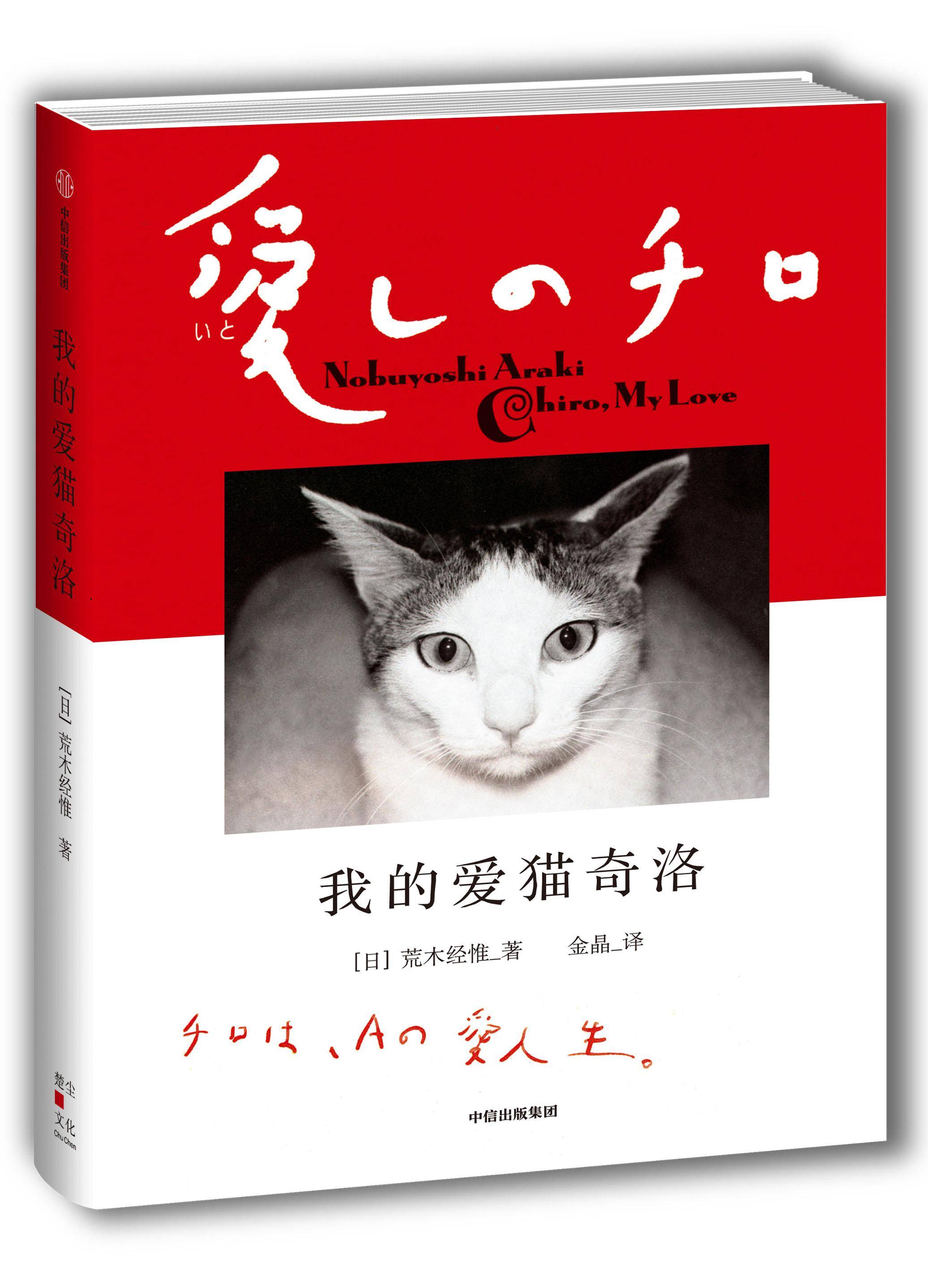荒木经惟镜头下的猫孤独细腻与温柔