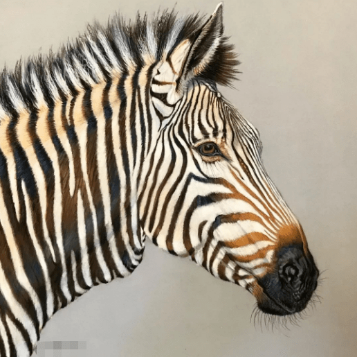 彩铅手绘入门动物鸟类超写实彩铅画彩铅动物画超真实